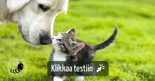 Testaa - kissa vai koira? | Testimato