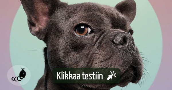 Testaa Koirarotutesti Testimato