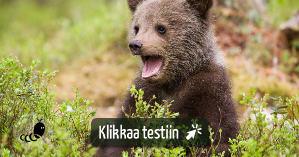 Testaa - Tunnetko suomalaisen luonnon? | Testimato