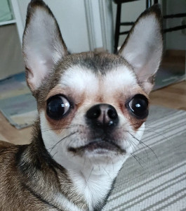 q