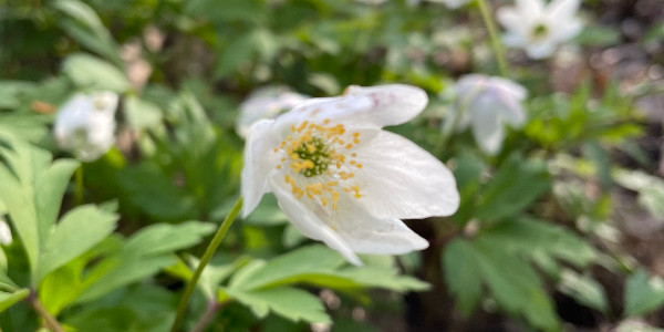 opening