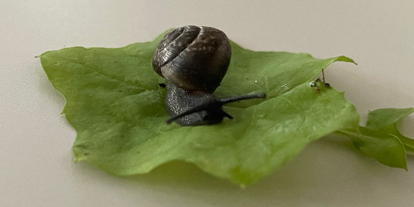 opening