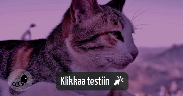 Testaa - Älä sano aww! Kissa edition?? | Testimato