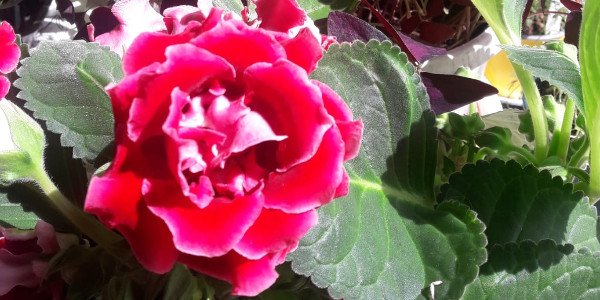 opening