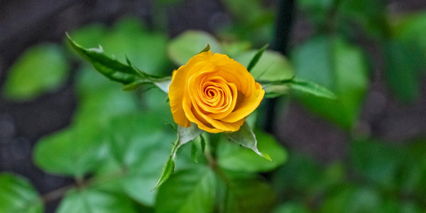 opening