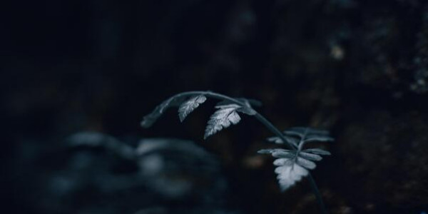 opening