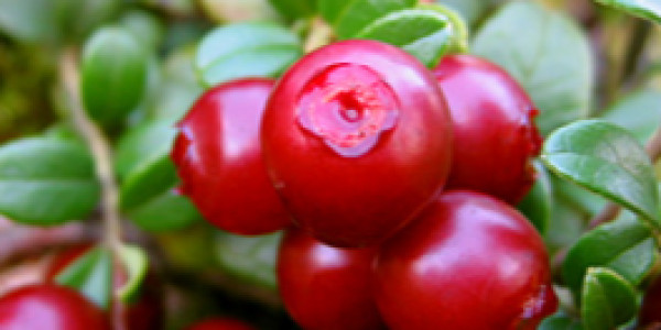 opening