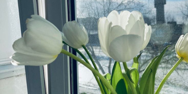 opening