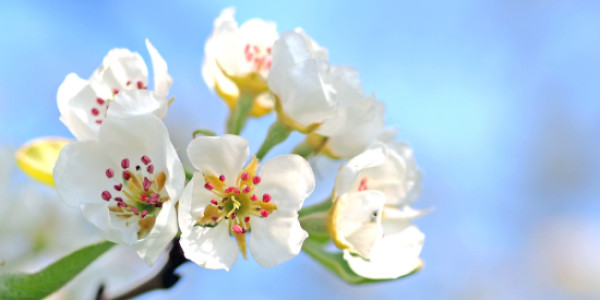 opening