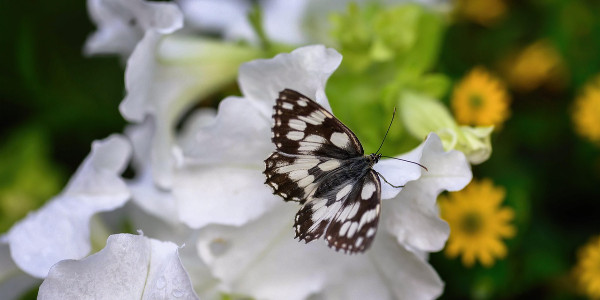 opening