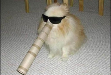 q