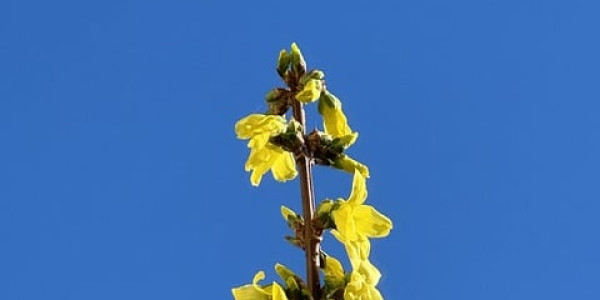 opening