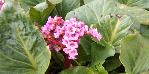 opening