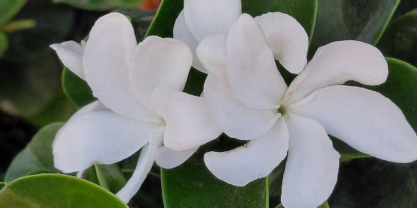 opening