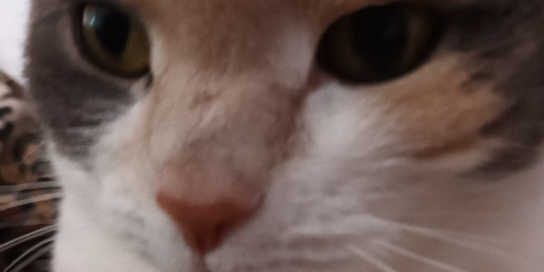 q