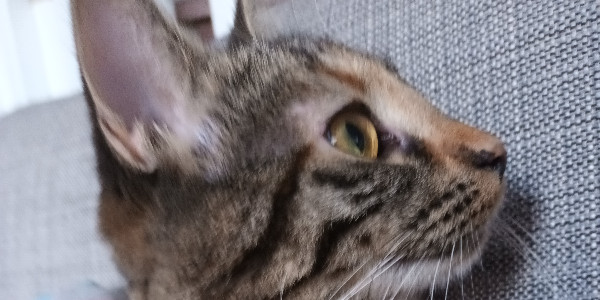 q