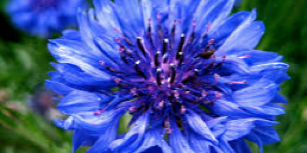 opening