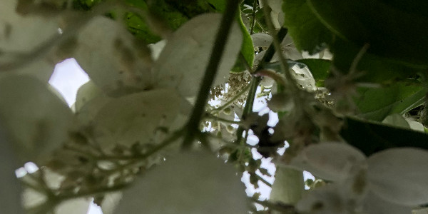 opening