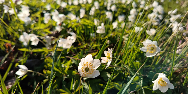 opening