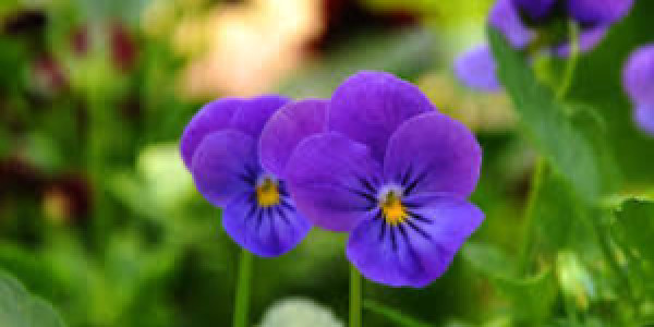 opening
