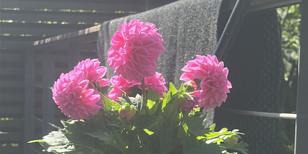 opening
