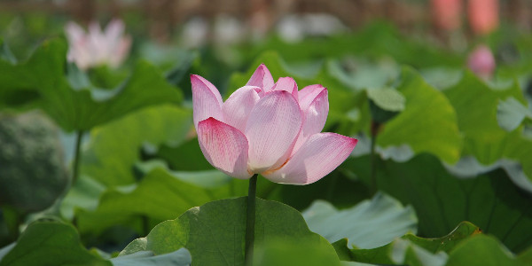 opening