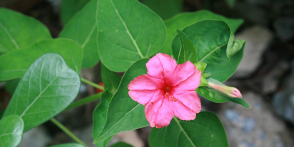 opening