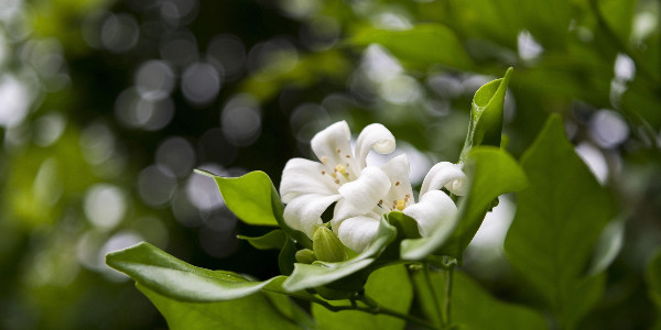 opening