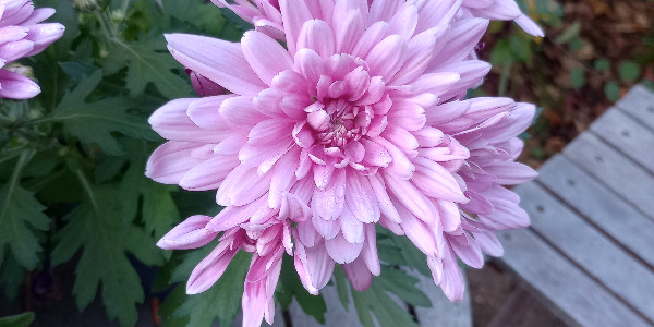 opening