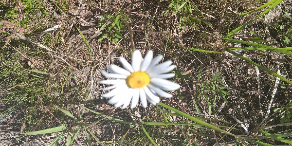 opening