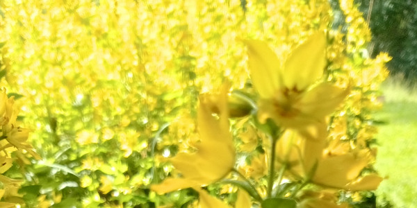 opening