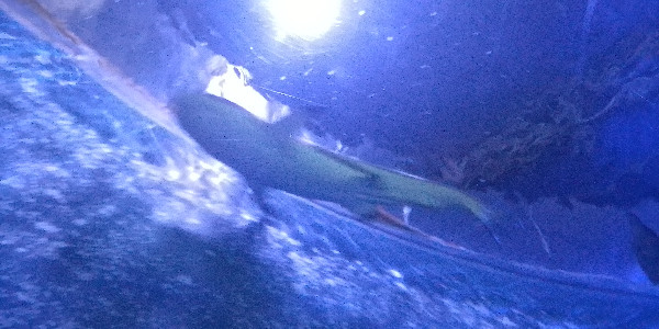 opening