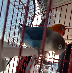 q