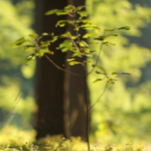 Kasveille ♥ 🌱