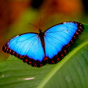 🦋Hopeamyrsky<3