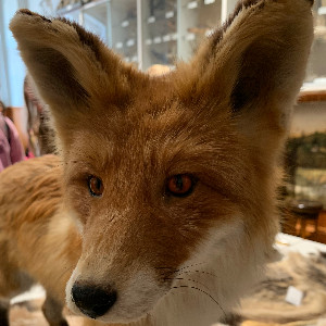 Kettuli🦊